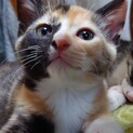 ミケサビ子猫　人大好き！　仲良し兄妹一緒に募集
