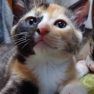 ミケサビ子猫　人大好き！　仲良し兄妹一緒に募集