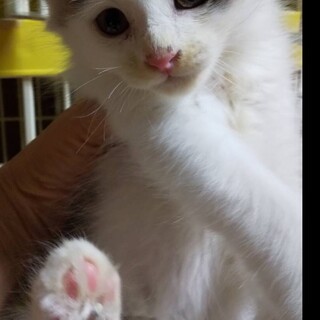 フワフワ子猫ファーファーくん