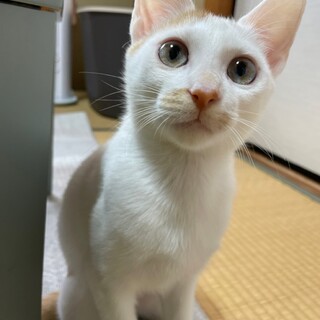 甘えん坊の綺麗な瞳の美にゃん茶白の子猫