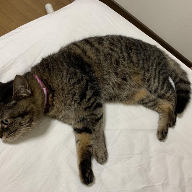 けっつのカバー写真