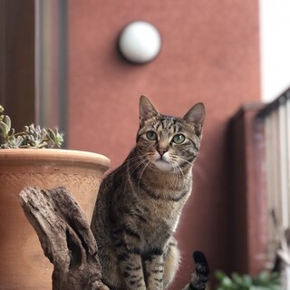 猫慣れ抜群♪な女の子　