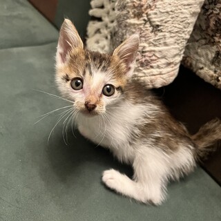 生後2ヶ月　三毛子猫