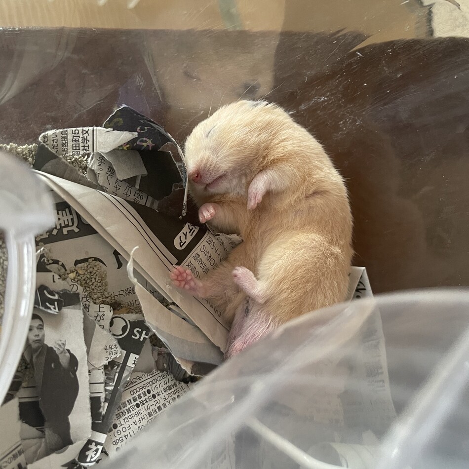 クマシュンのカバー写真