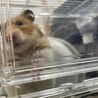飼い主が急いでウロウロしてるから