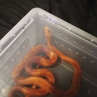 コーンスネークちゃん★