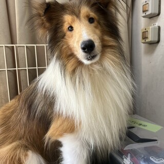 ♥ジャスくん♥人が大～好きシェルティーの男の子