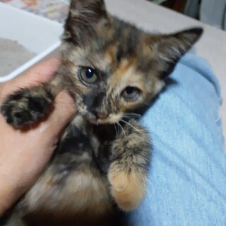 家族にしてください