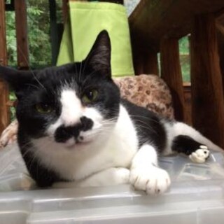 大きい体でスリゴロするチョビです