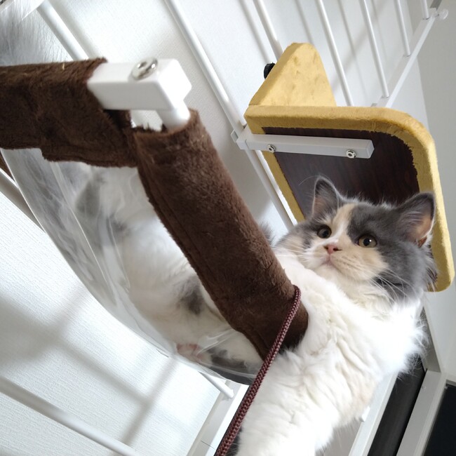 yuamamaのカバー写真