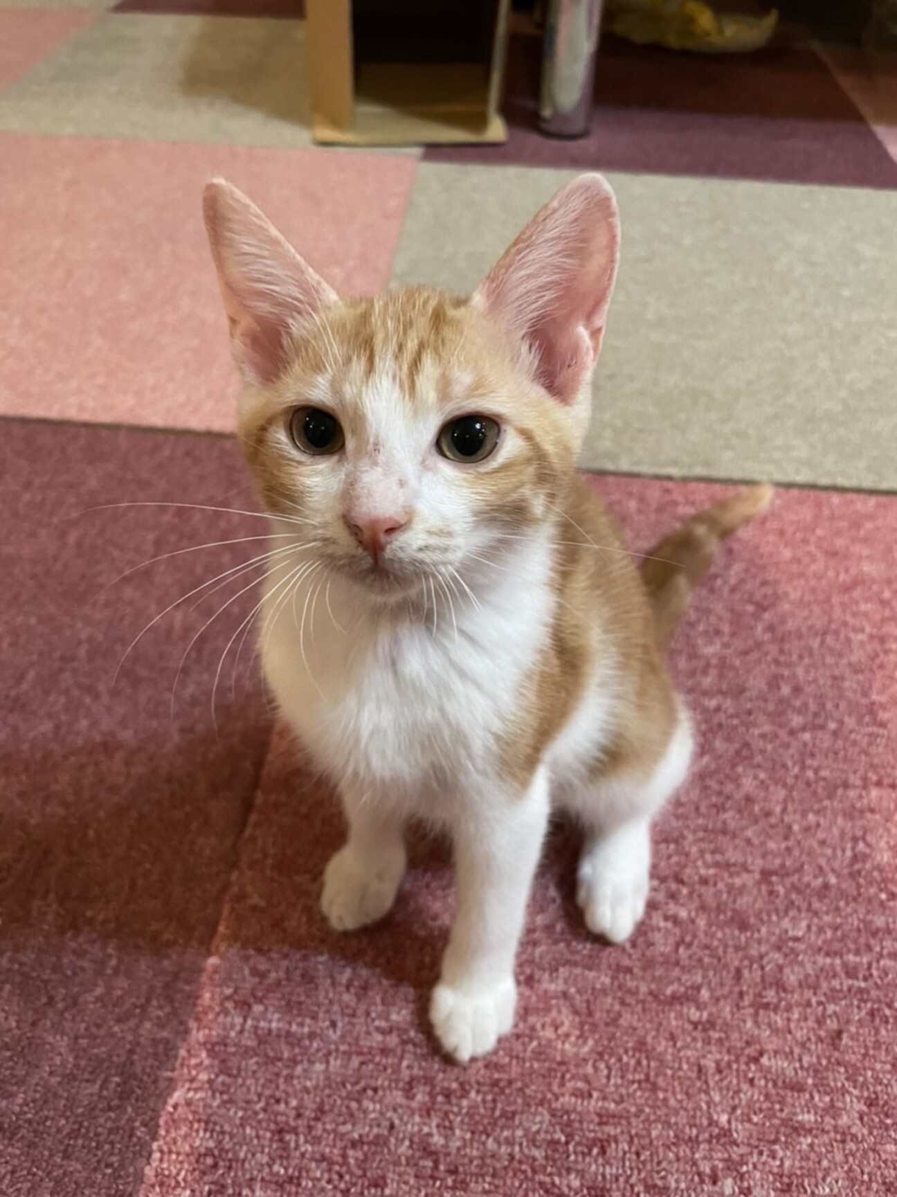 ３ヶ月の可愛い子猫の里親 千葉県 猫の里親募集 ペットのおうち 月間利用者150万人