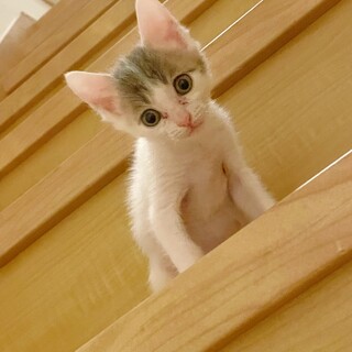  仲良し3兄妹★たま★元気溌溂 