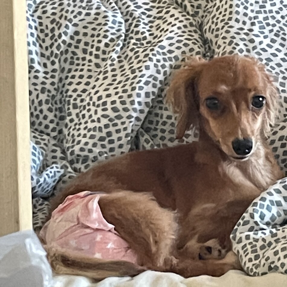 チョコのカバー写真