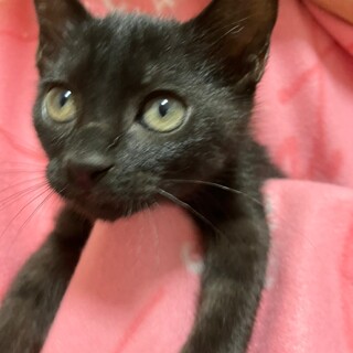 可愛い黒猫の男の子ケンくん＠2カ月半