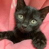 可愛い黒猫の男の子ケンくん＠2カ月半 サムネイル2