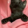 可愛い黒猫の男の子ケンくん＠2カ月半 サムネイル3