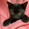 可愛い黒猫の男の子ケンくん＠2カ月半 サムネイル4