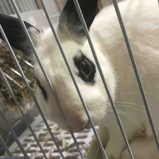 うさぎ元気盛りな2歳♂