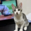 とにかく元気な太陽くん！元気な先住猫がいる方希望