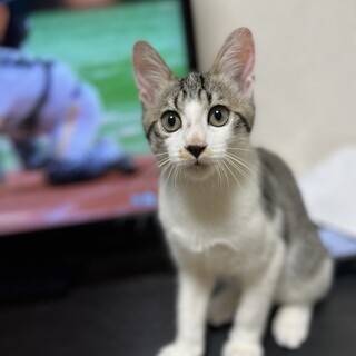 とにかく元気な太陽くん！元気な先住猫がいる方希望