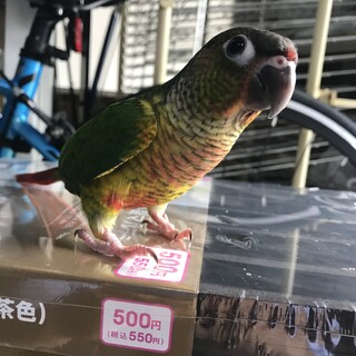ウロコインコ