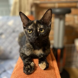 優しくて人間大好き！サビ柄チョコちゃん