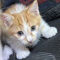 甘えん坊の茶白の豆吉くん！