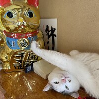 きゅーちゃん