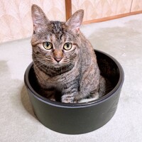 もこちゃん