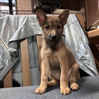 生後約2ヶ月の子犬里親緊急募集