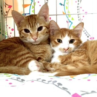 可愛い仲良し兄弟ティガー君マイケル君