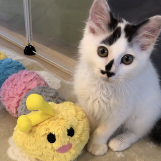 ユニークな模様が魅力的なふわもこボーイ