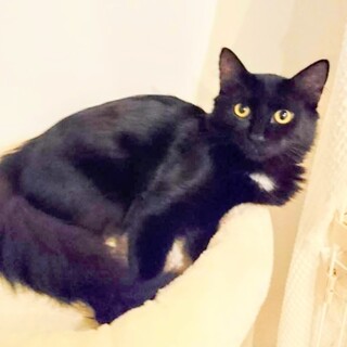 かわいいクロちゃん