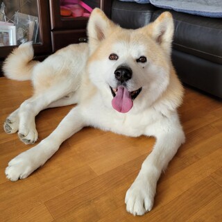 性格花丸イケメンの文ちゃん★秋田犬