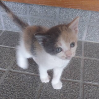 約1ヶ月のパステルカラー三毛の女の子「ラム」