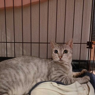 美人なサバトラ猫♡ゆりちゃん
