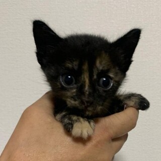 約1ヶ月の小さめサビ柄の女の子「グミ」