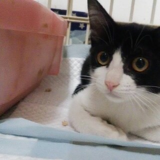 1歳3ヶ月　白黒はちわれ猫　猫好き　みおちゃん