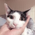 ゴロスリ甘えん坊なイケメン♡お子様OK猫初心者◎