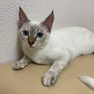 ブルーアイのシャムミックス♡マイちゃん