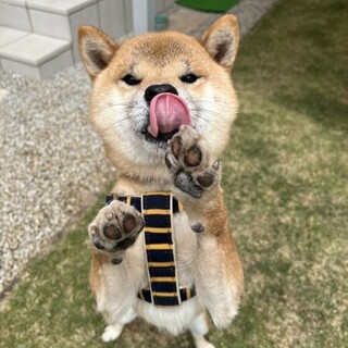 元気いっぱい★たろちゃん★柴犬