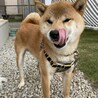 元気いっぱい★たろちゃん★柴犬 サムネイル2
