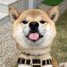 元気いっぱい★たろちゃん★柴犬 サムネイル6