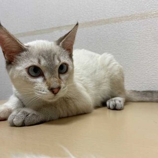 ブルーアイのシャムミックス♡メイちゃん