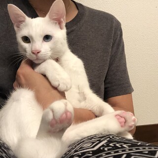 元気ハツラツ甘えん坊♡沢山甘やかしてくれる里親募集