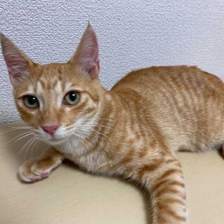 やんちゃで遊ぶの大好き⭐︎レンくん