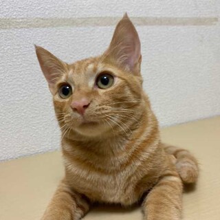 お腹を見せちゃう甘え坊⭐︎レオくん