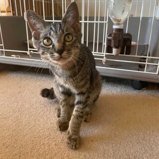 甘え坊♡はじめましてコタロウです。