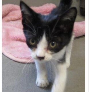 保護団体様より引き出し