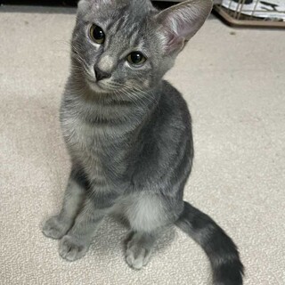 とっても美人なグレーサバ♡メリーちゃん